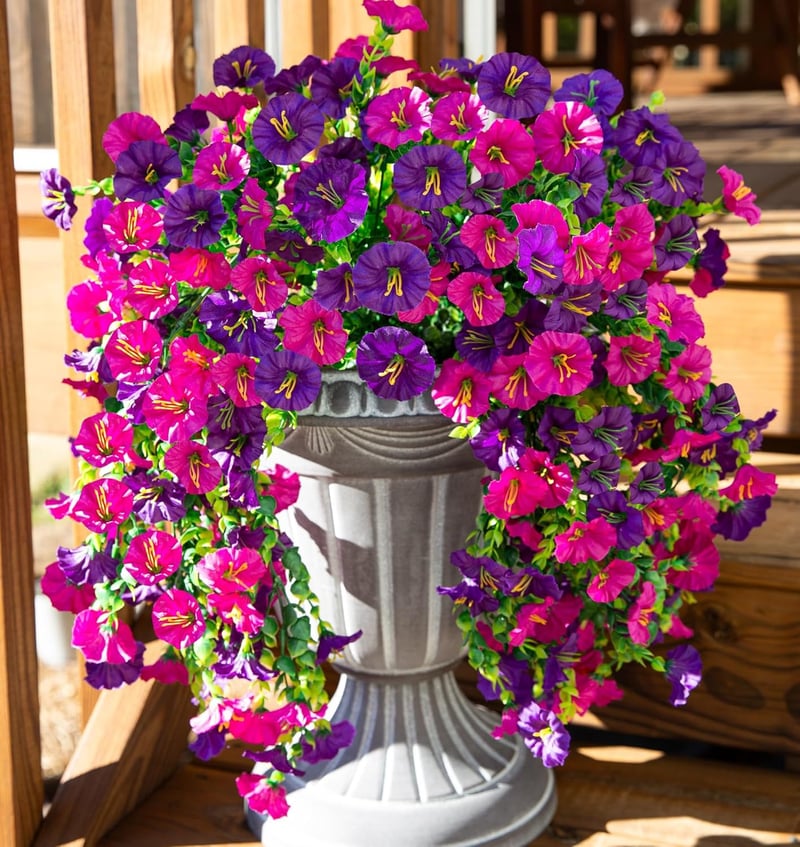 🌺Gloire du matin suspendue