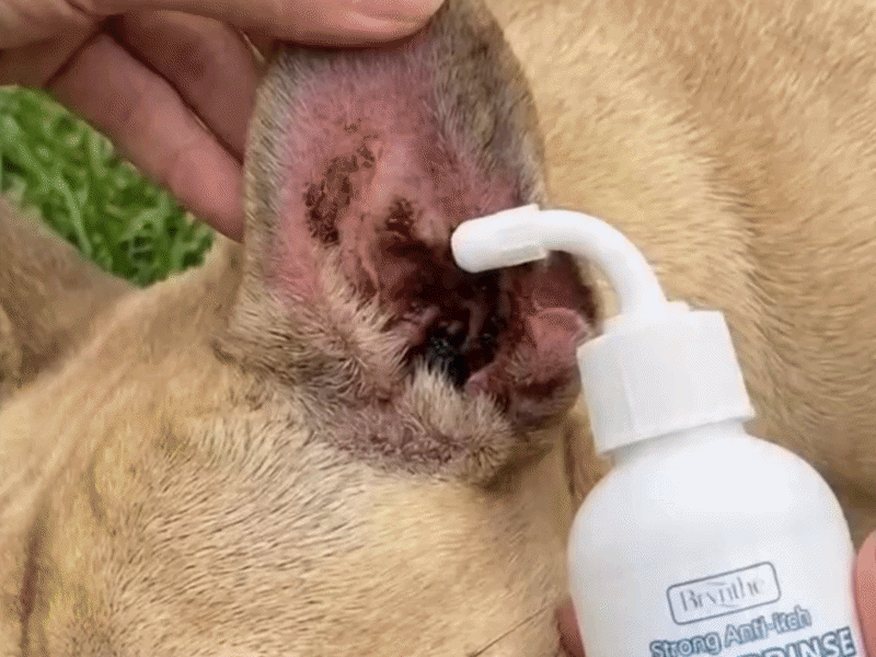 🐶🐱 Nettoyant d'oreilles | Soulage les démangeaisons des chiens & chats 👂
